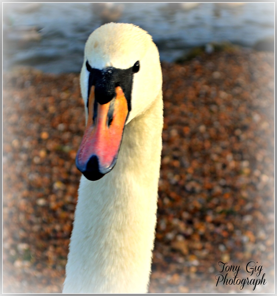 Swan Lake by tonygig
