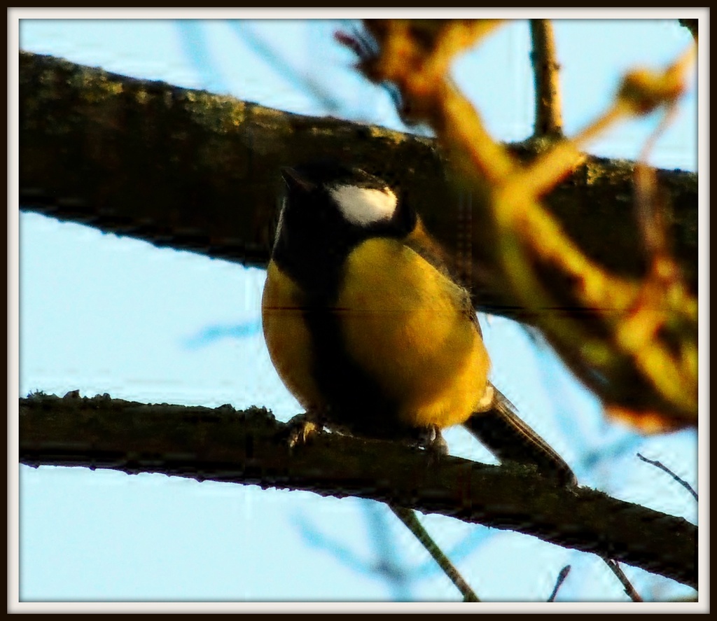 Great Tit on Monday's Jaunt by rosiekind