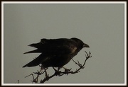 17th Dec 2012 - Old crow