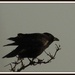 Old crow by rosiekind