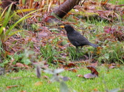17th Dec 2012 - Blackbird.