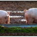 The pig has a curly tail by judithdeacon