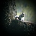 A Little Squirrely by digitalrn