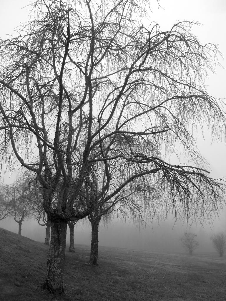Weeping in Winter by calm