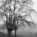 Weeping in Winter by calm