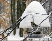 17th Dec 2012 - Snow Day At The Feeder