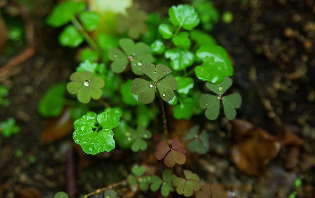 (Day 307) - Clover Cover by cjphoto