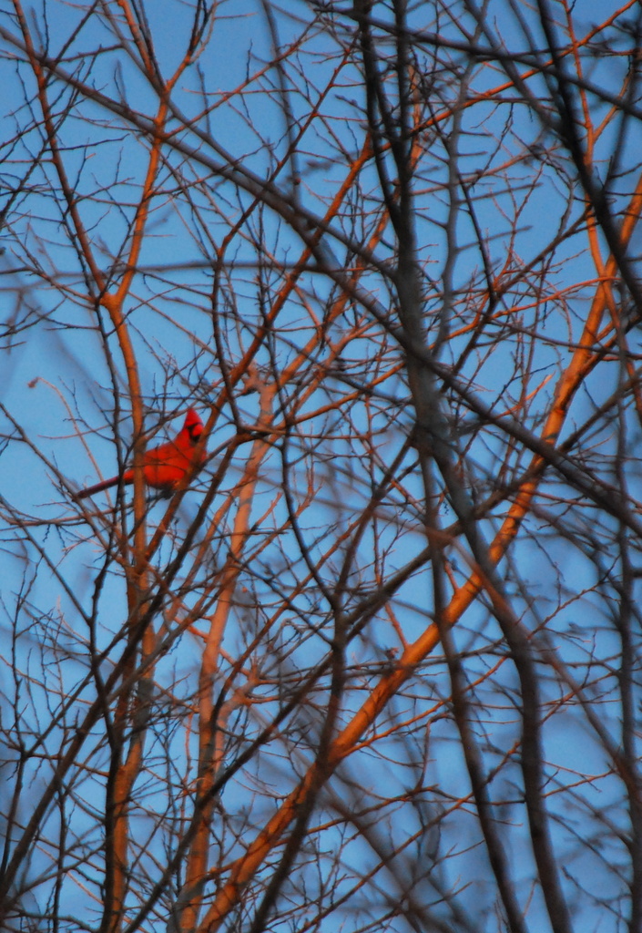 Cardinal on Sunlit Branches by kareenking
