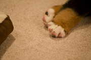 16th Dec 2012 - Puppy paws