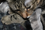 17th Dec 2012 - Kitty cuddle