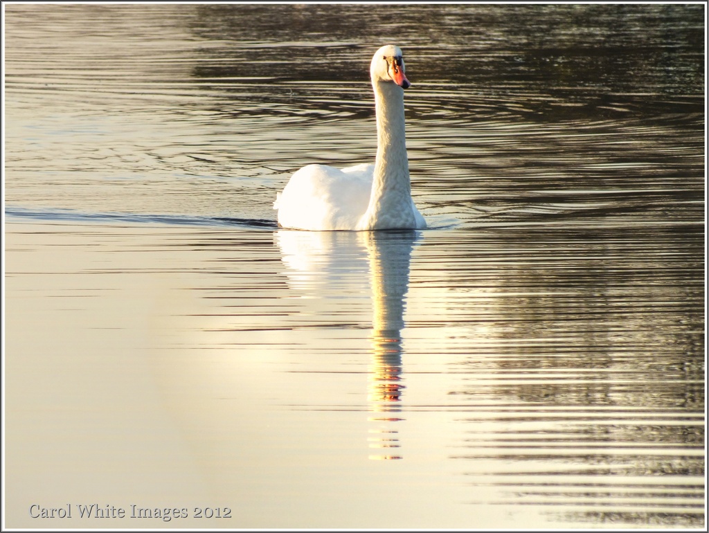 Morning Swan by carolmw