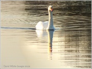 18th Dec 2012 -  Morning Swan