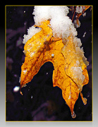18th Dec 2012 - When Seasons Overlap 3
