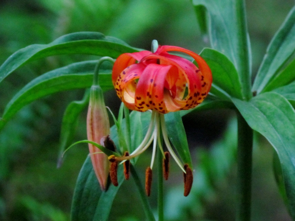 Muir Woods Flower by juletee