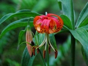 19th Jul 2012 - Muir Woods Flower