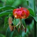 Muir Woods Flower by juletee