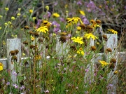 16th Jul 2012 - Wildflowers