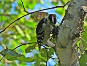 1st Aug 2012 - Woodpecker?