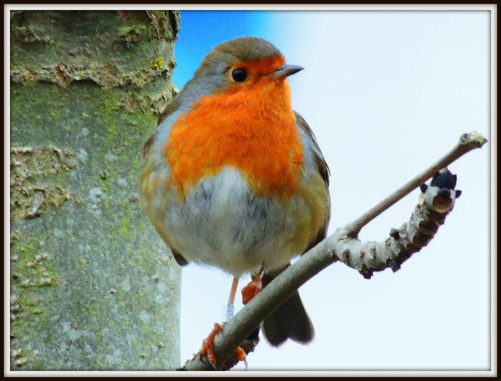 A robin in Priory Country Park by rosiekind
