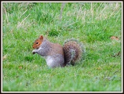 18th Dec 2012 - I've just found a nut I buried