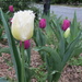 Tulip 'Honeymoon' by kiwiflora