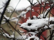 18th Dec 2012 - Snow on the vine