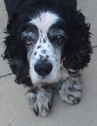 18th Dec 2012 - Update of Rescued Dog