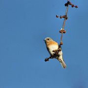 18th Dec 2012 - Where bluebirds fly