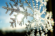 18th Dec 2012 - Giant Snowflake