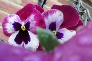 19th Dec 2012 - 'Joy': purple pansies = pensées =  thoughts: