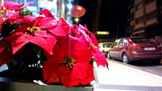 9th Dec 2012 - Night flowers