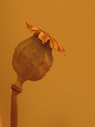 14th Dec 2012 - poppyseed head