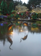 19th Dec 2012 - Shore Acres Japanese Garden 