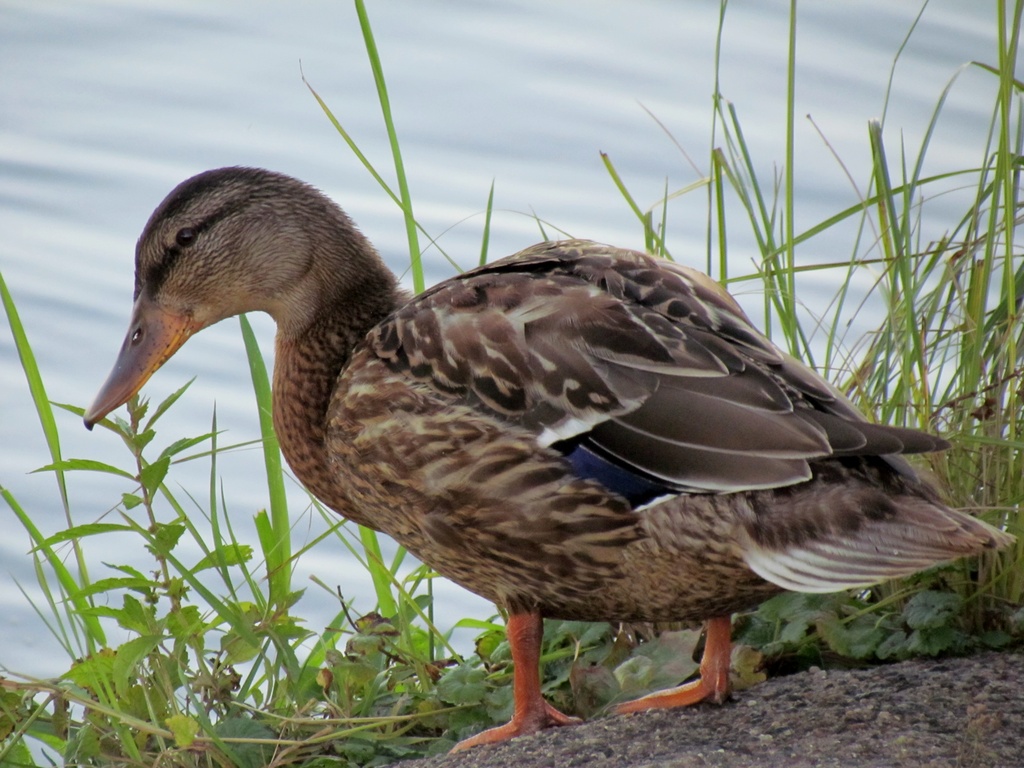Duck by juletee