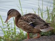 25th Aug 2012 - Duck