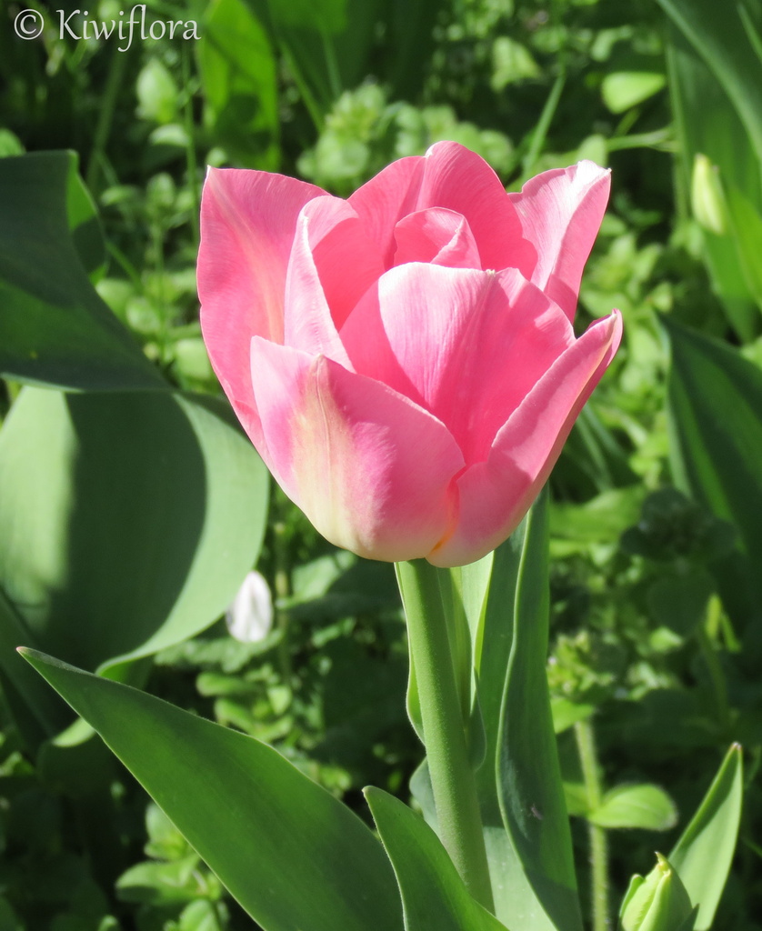 Tulip 'Foxtrot' by kiwiflora