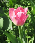 20th Dec 2012 - Tulip 'Foxtrot'