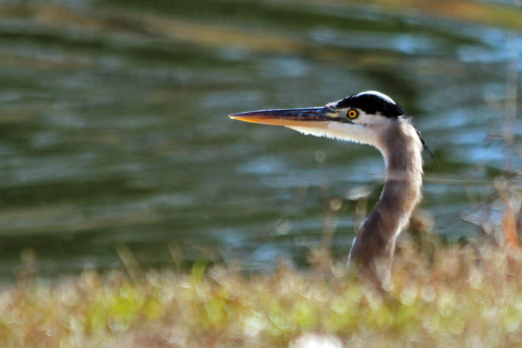 In Stealth Mode by milaniet