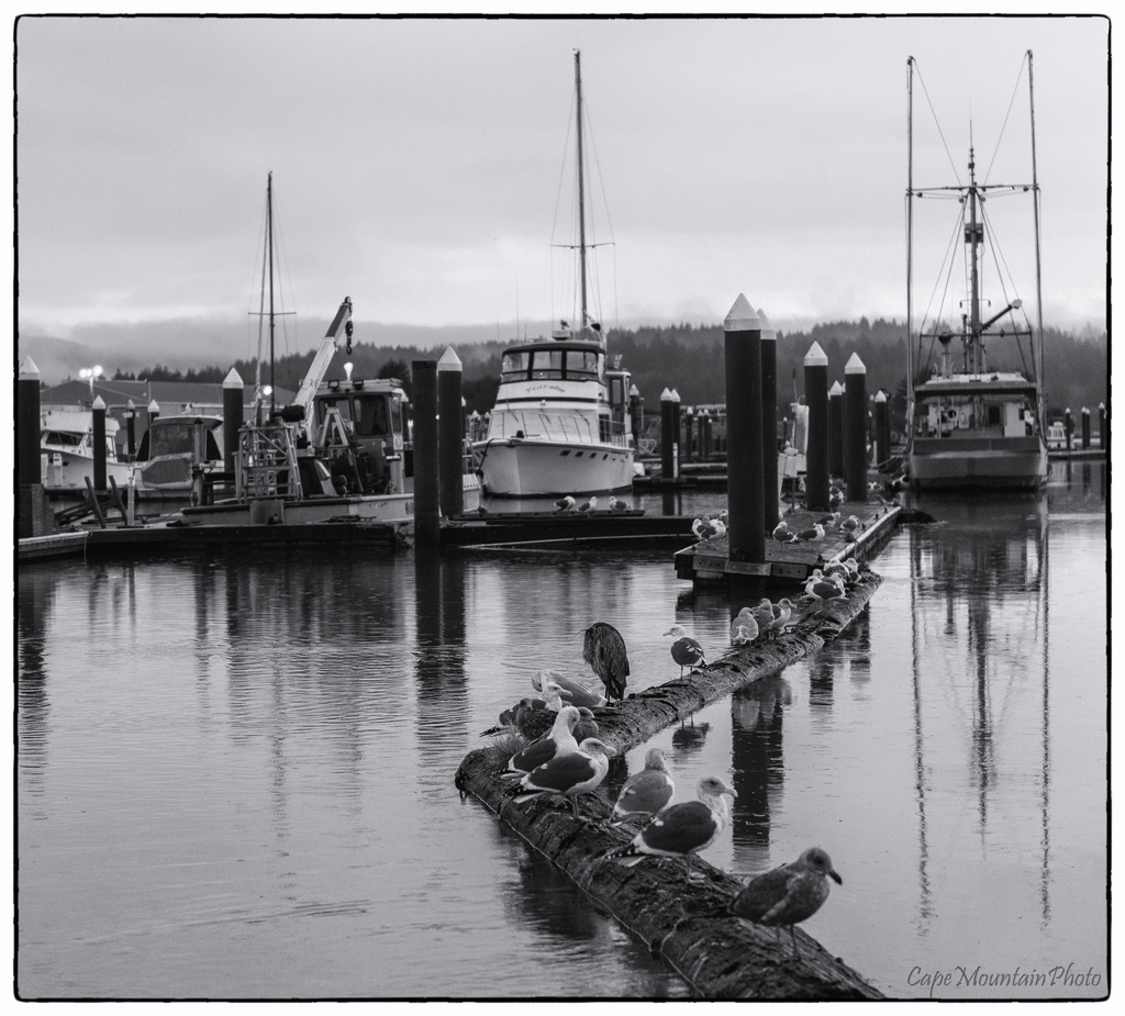 Grey Morning Line Up by jgpittenger