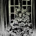 Christmas tree, by snowy