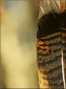 19th Dec 2012 - Turkey Feather