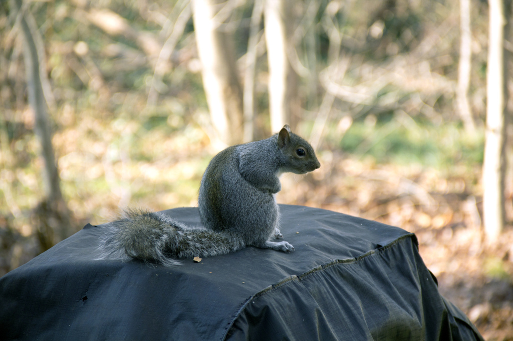 Richland Squirrel by hjbenson