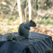 Richland Squirrel by hjbenson
