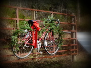 19th Dec 2012 - Christmas Cycle