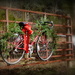 Christmas Cycle by calm