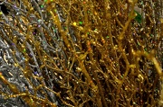 19th Dec 2012 - glittery branches