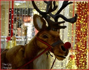 20th Dec 2012 - Rudolf 