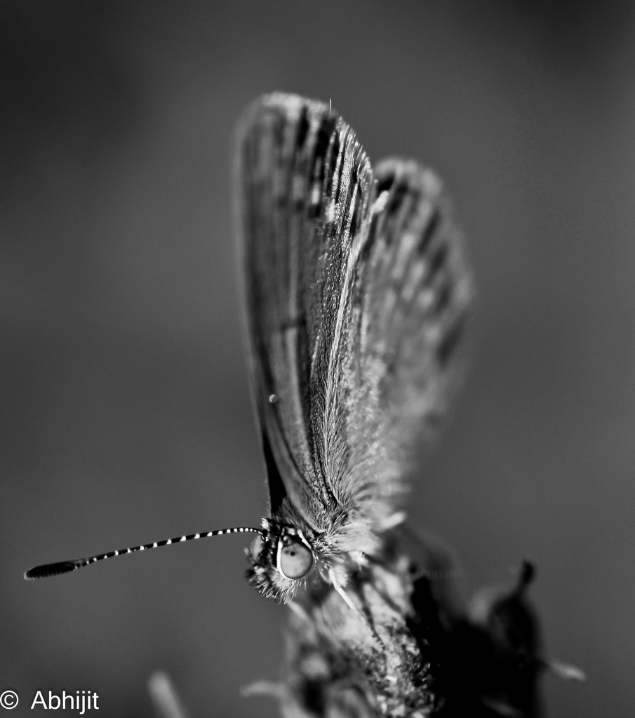 Flutter by by abhijit