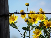 27th Sep 2012 - Flowers by the Fence