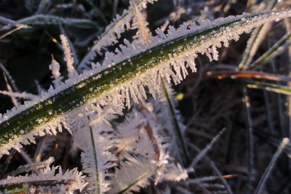 Frosty grass by milaniet